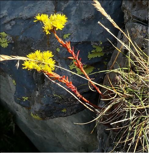 Sedum_rupestre1_ME