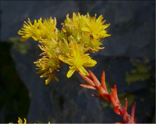 Sedum_rupestre2_ME