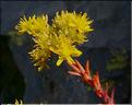Sedum_rupestre2_ME