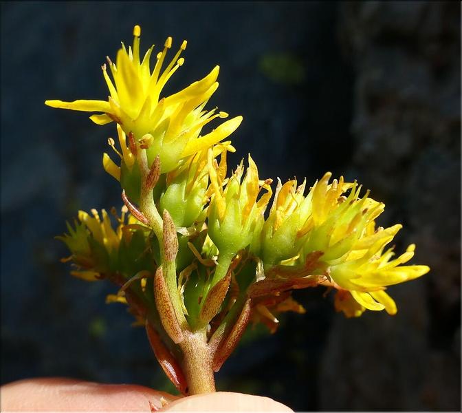 Sedum_rupestre3_ME