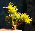 Sedum_rupestre3_ME