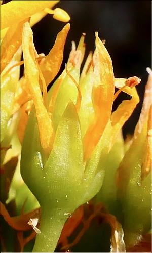 Sedum_rupestre6_ME