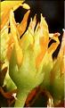 Sedum_rupestre6_ME