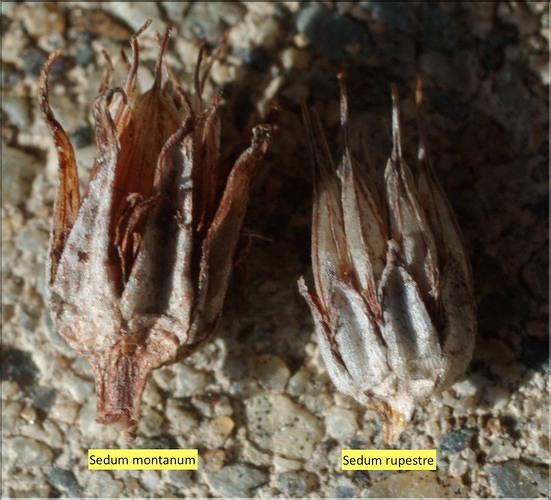 Sedum_rupestre8_ME