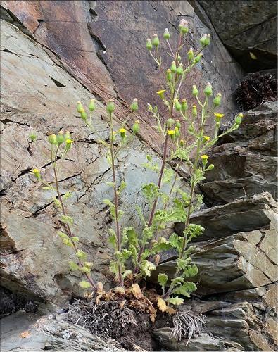 Senecio_viscosus1_ME