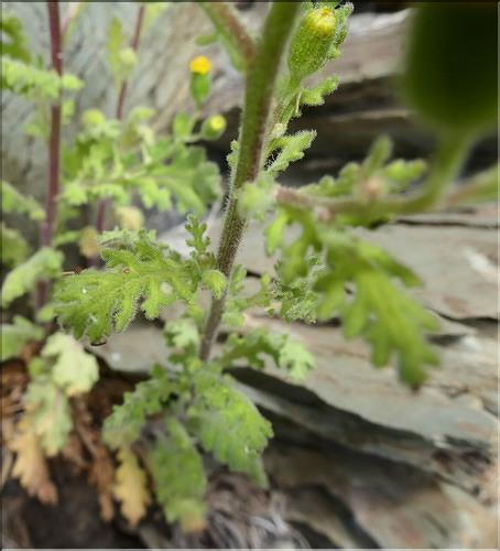 Senecio_viscosus2_ME