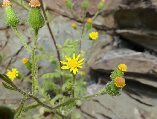 Senecio_viscosus3_ME