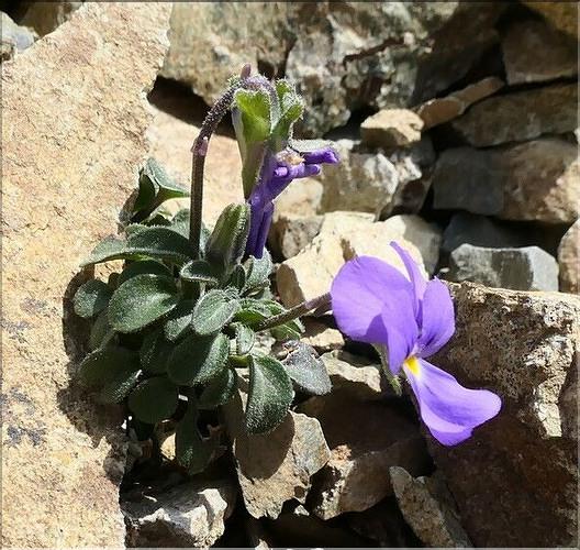 Viola_diversifolia1_ME