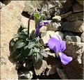 Viola_diversifolia1_ME