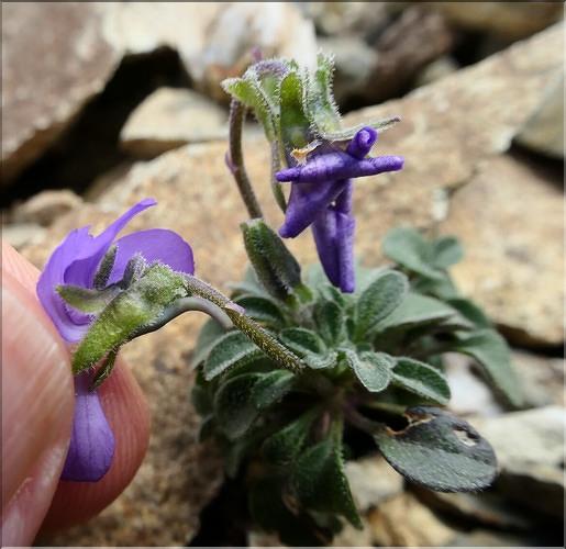 Viola_diversifolia2_ME