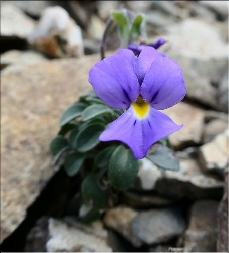 Viola_diversifolia3_ME
