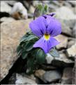Viola_diversifolia3_ME
