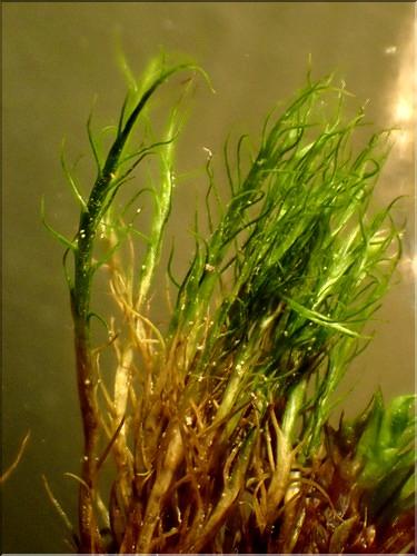 X_Distichium_capillaceum2_LT