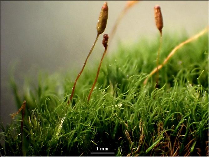 X_Distichium_capillaceum3_LT