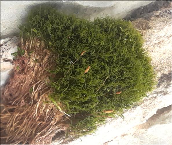 X_Distichium_capillaceum_LT