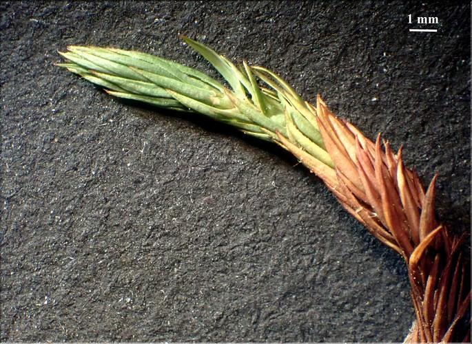 X_Pogonatum_urnigerum1_LT