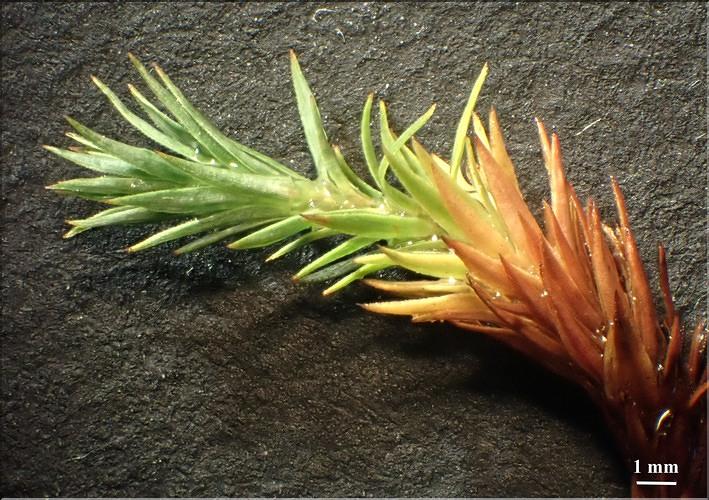 X_Pogonatum_urnigerum2_LT