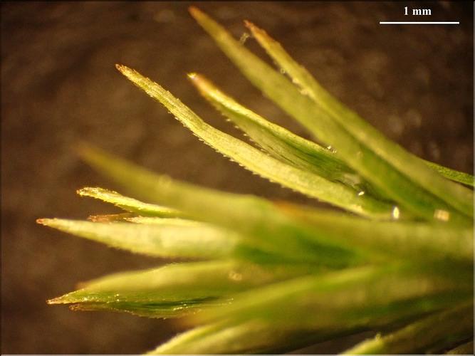 X_Pogonatum_urnigerum3_LT