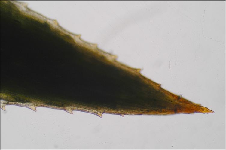 X_Pogonatum_urnigerum5_LT