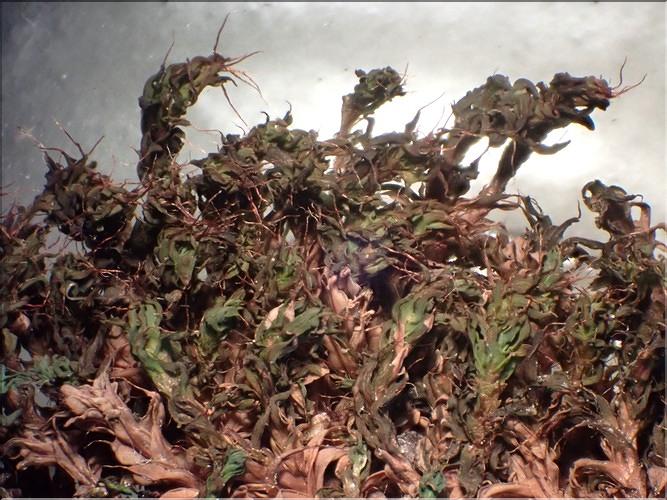 X_Schistidium_norvegicum2_LT