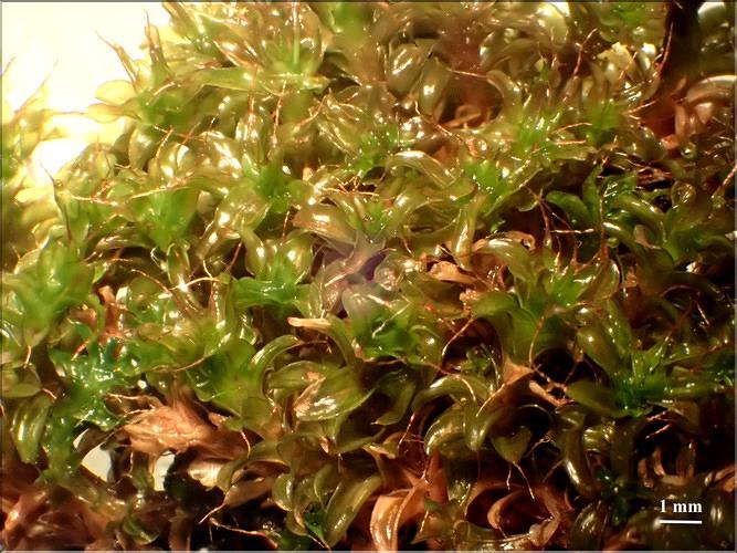 X_Schistidium_norvegicum_LT