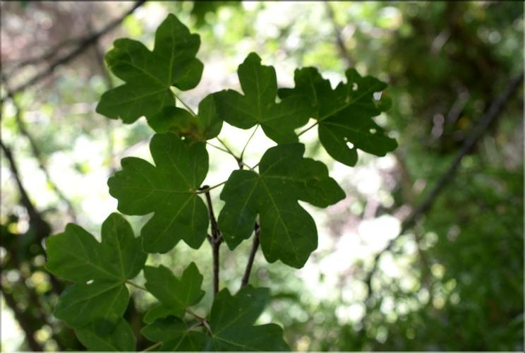 Acer_campestre1_SP