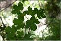 Acer_campestre1_SP