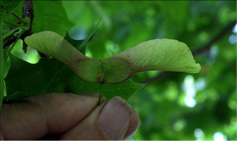 Acer_campestre2_SP