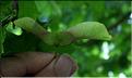 Acer_campestre2_SP