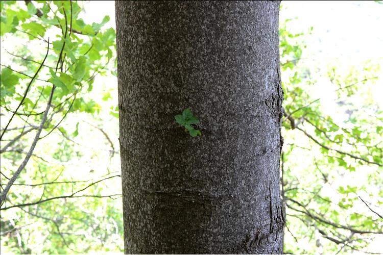 Acer_opalus3_SP