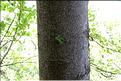 Acer_opalus3_SP