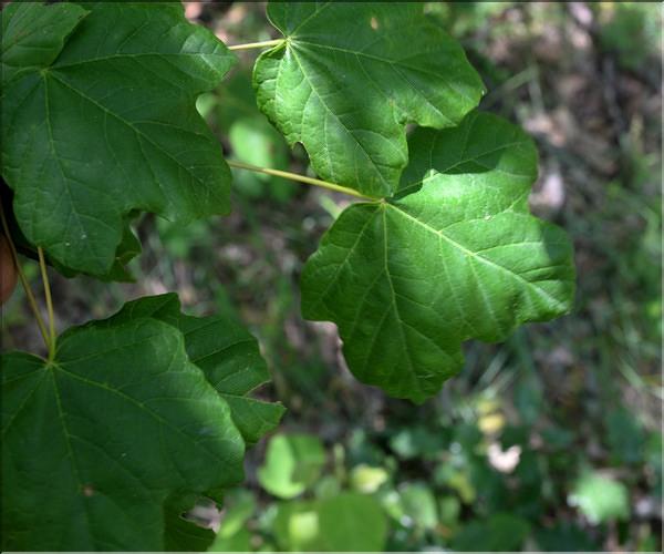 Acer_opalus4_SP