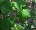 Acer_opalus4_SP