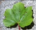 Acer_opalus5_SP