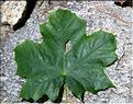 Acer_platanoides2_SP