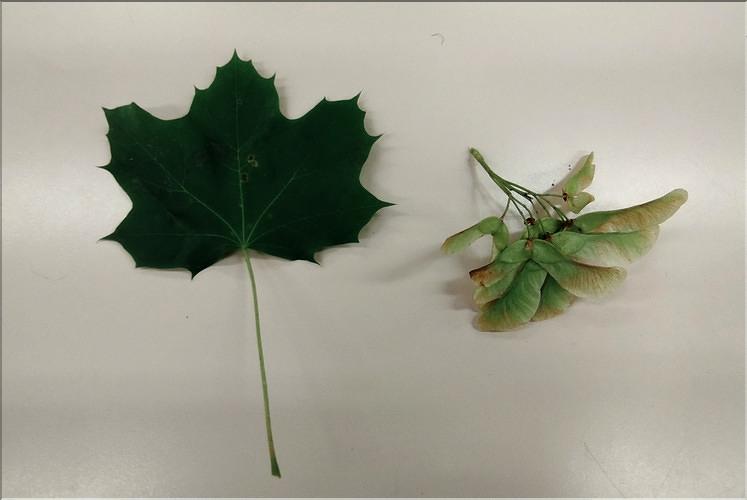 Acer_platanoidesbis2_SP