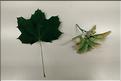 Acer_platanoidesbis2_SP