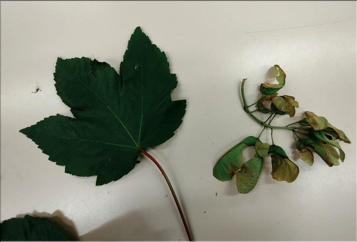Acer_pseudoplatanus3_SP