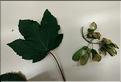 Acer_pseudoplatanus3_SP