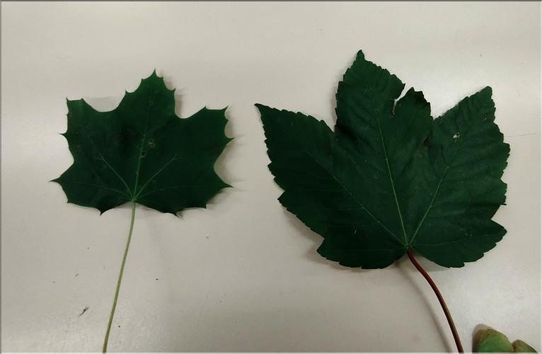 Acer_pseudoplatanus4_platanoides_SP