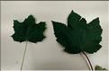 Acer_pseudoplatanus4_platanoides_SP