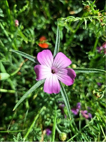 Agrostemma_githago_XL