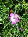 Agrostemma_githago_XL