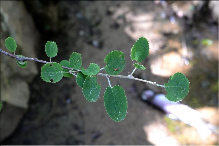 Amelanchier_ovalis1_SP