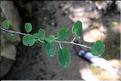 Amelanchier_ovalis1_SP