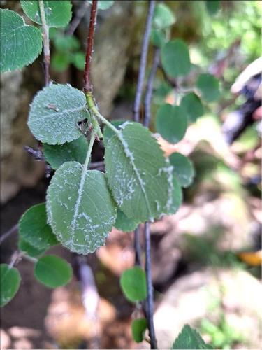 Amelanchier_ovalis2_XL