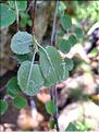Amelanchier_ovalis2_XL