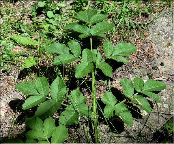 Angelica_sylvestris_SP