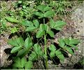 Angelica_sylvestris_SP