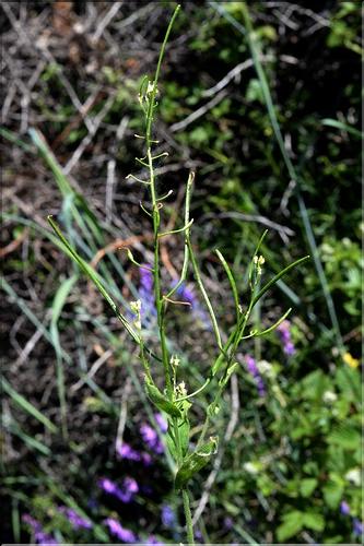Arabis_nova1_SP